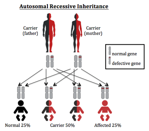 Autosomal recessive inheritance diagram